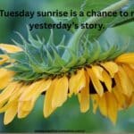 tuesday quotes