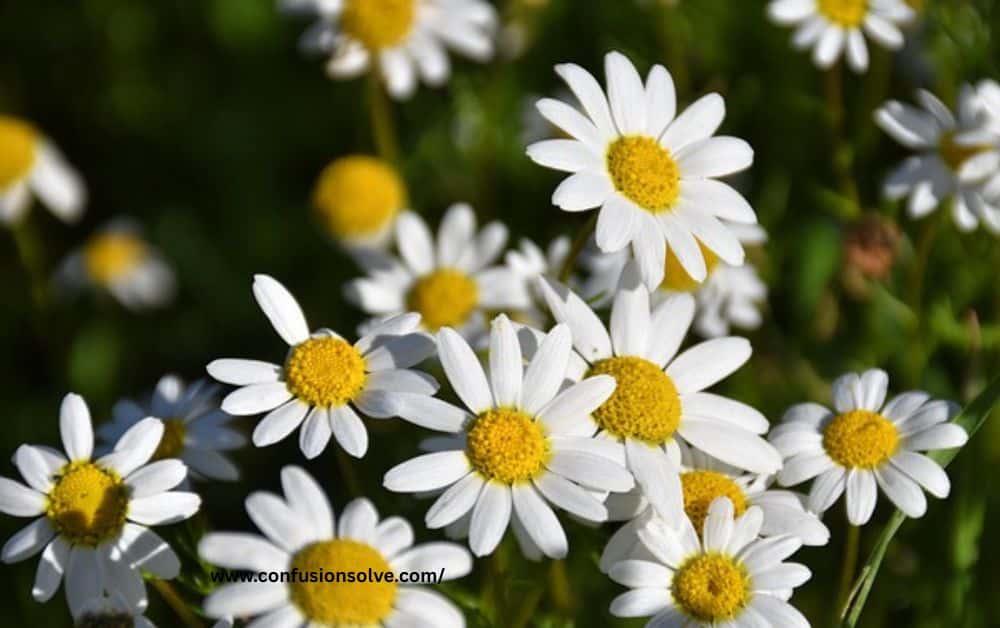 wednesday blessings
