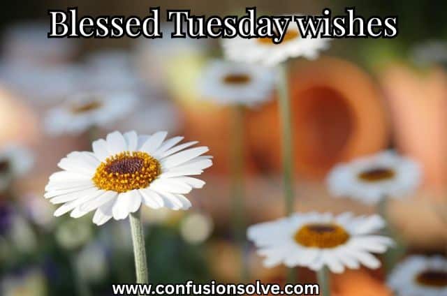Blessed Tuesday wishes