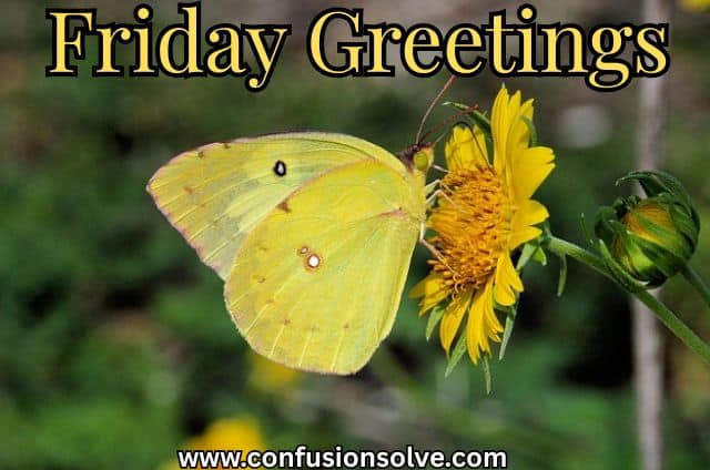 Friday Greetings