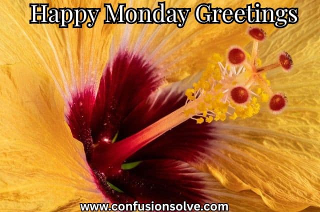 Happy Monday Greetings