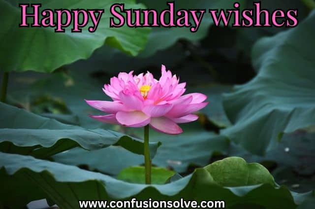 Happy Sunday wishes