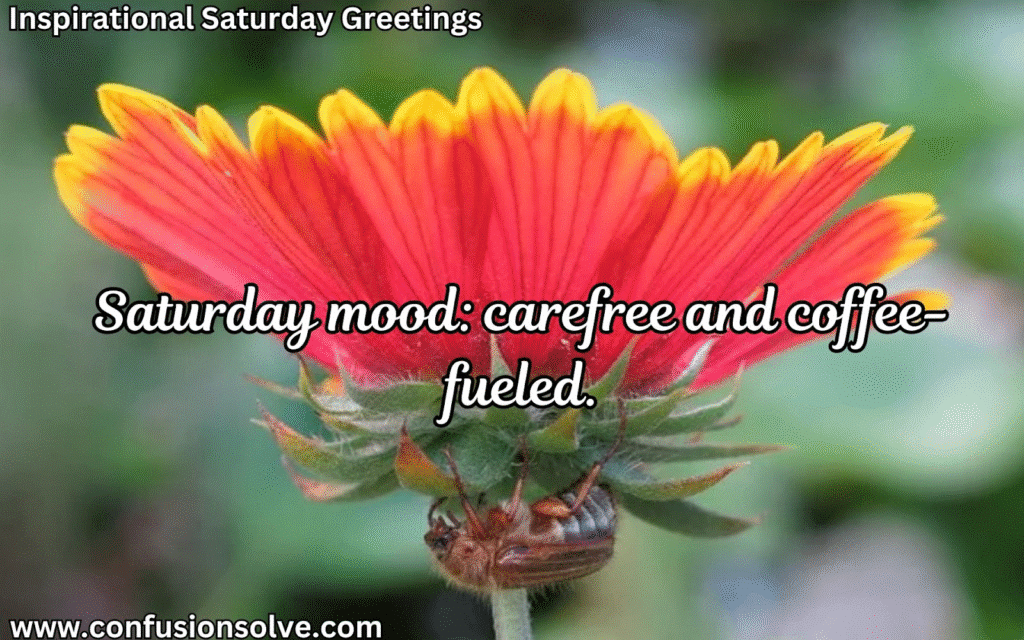 Saturday funny quotes