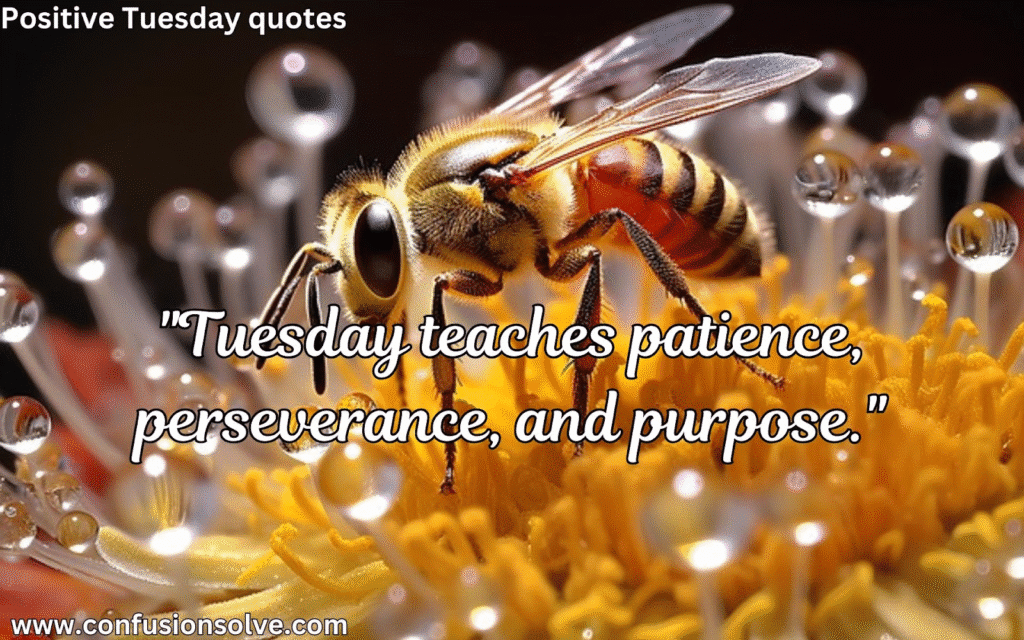 Tuesday Morning Quotes