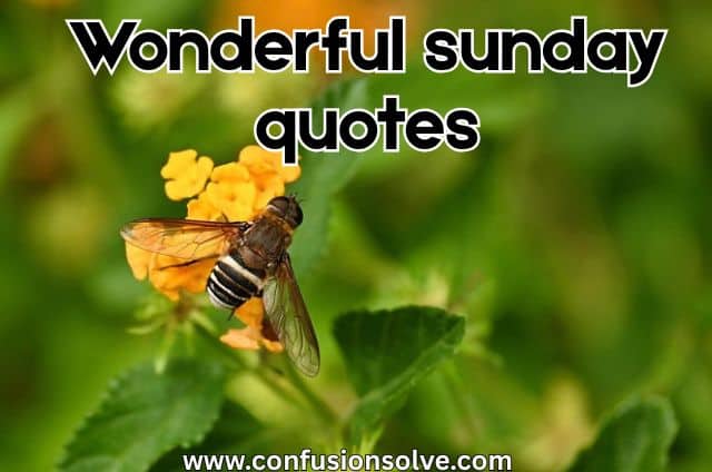 wonderful sunday quotes