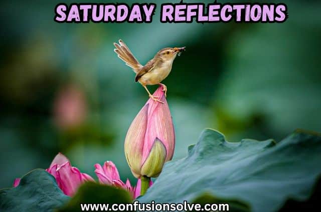 Saturday Reflections