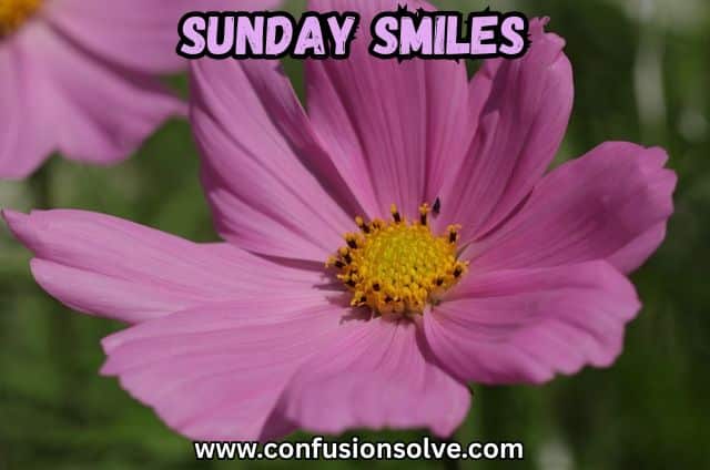 Sunday Smiles